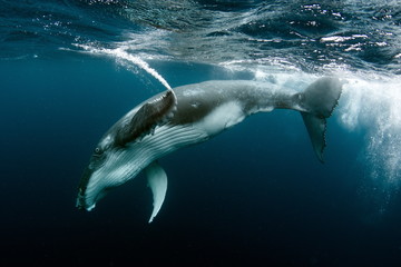 Fototapeta premium Humpback Whale in Tonga Pacific Ocean Polynesia