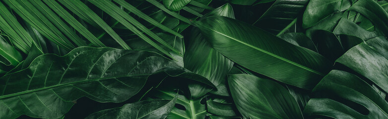 Creative tropical green leaves layout. Nature spring concept. Flat lay.