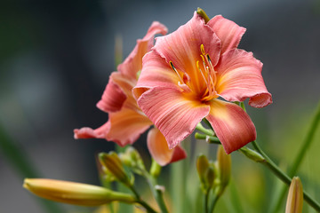 Daylily flowers blossom in garden