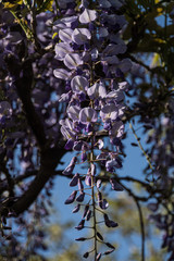 Japanese Wisteria Flowers
