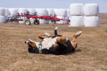 Large goofy adult Bernese mountain dog rolling in a field, with hay bale rolls wrapped in plastic and farm machinery seen in soft focus background 