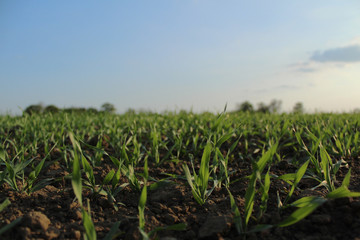 Close up of a muddy grass field in the sun 