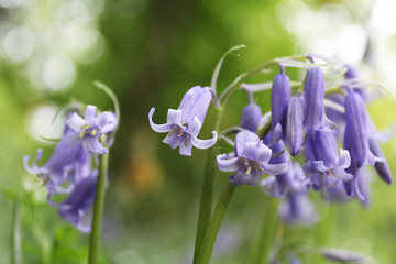 Pretty bluebell flower in a wooded area