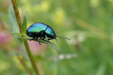bug on a leaf