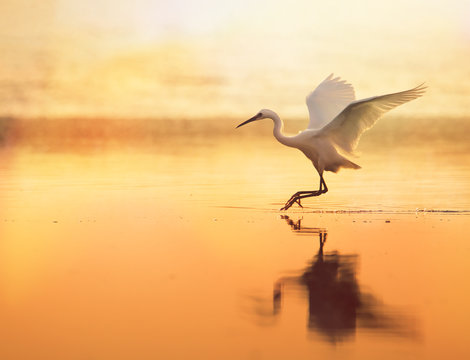 Backlit Little Egret, Egretta garzetta, Landing At Sunset On Still Golden Water With A Reflection. Taken at Stanpit Marsh UK