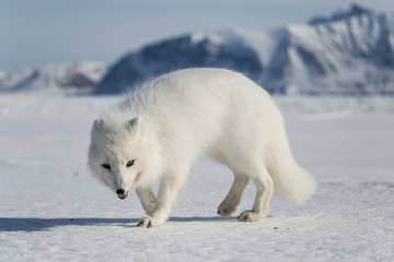 Lis polarny na południowym Spitsbergenie