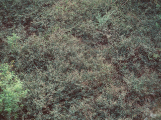 Bush in a high angle, Nature background