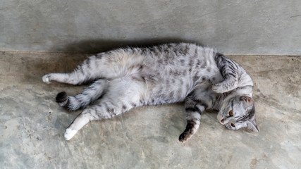 Naklejka na ściany i meble Gray striped cat lying in the room.