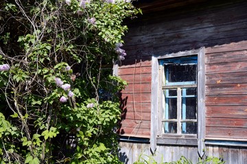 Fototapeta na wymiar Abandoned village in the Chernobyl zone. Belarus.
