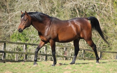 Arabian stallion in the field