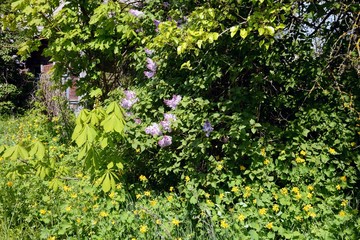 Abandoned village in the Chernobyl zone. Belarus.