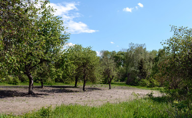 Abandoned village in the Chernobyl zone. Belarus.