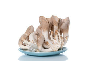 Pleurotus eryngii known as king trumpet mushroom, French horn mushroom, king oyster mushroom  on white
