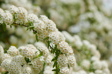 Spring in Tokyo 2020