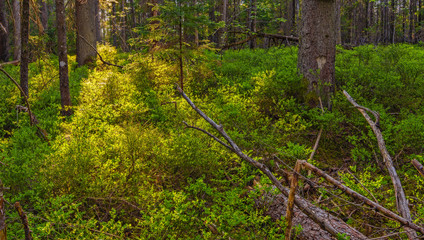 European forest in golden light of sunset. Nature reserve in Bavaria, Germany