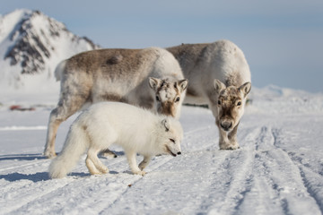 Lis polarny i renifery, południowy Spitsbergen © blackspeed