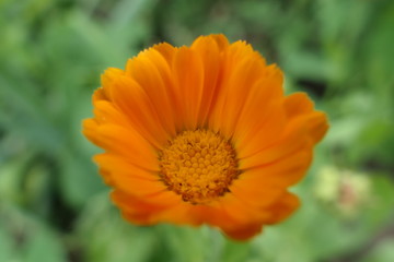 orange flower in the garden