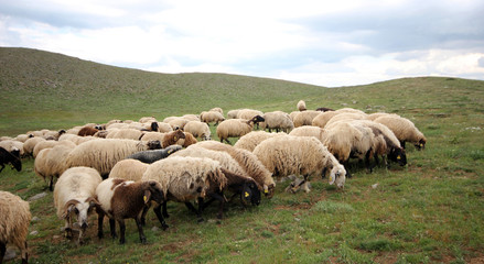 Obraz premium sheep herd grazing in the grass