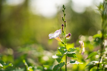 Geen plants in nature concept.
