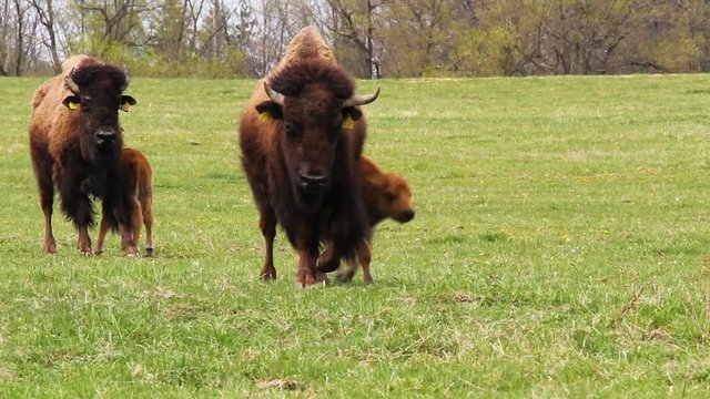 Small cute bison calf running on meadow pasture. Playing cow on grass