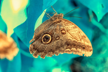 Fototapeta premium Blue Morpho, Morpho peleides, big butterfly sitting on green leaves, beautiful insect in the nature habitat