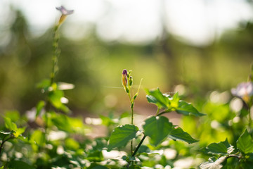Geen plants in nature concept.