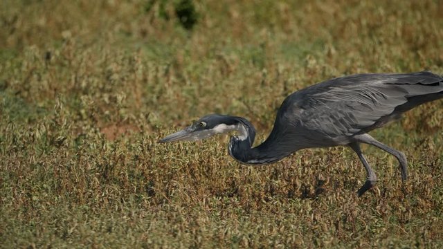 Black-Headed Heron quietly stalks its prey and extends neck to catch it