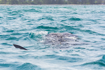 The Whaleshark on the Sea in Tanzania, Africa