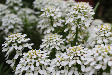 A sea of pretty white flowers