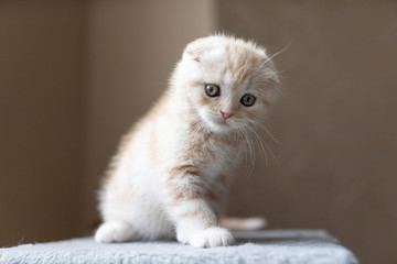 Ginger kitten scottish fold. Funny little red, fold kitten