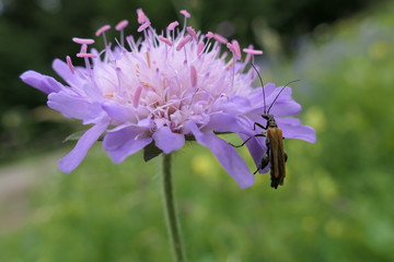 bee on a flower