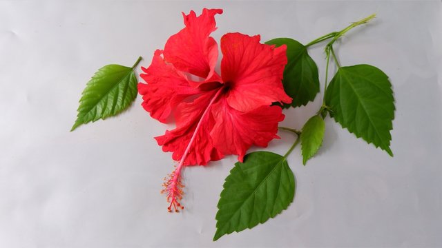 red beautiful hibiscus flower in white background ,different  orientation
