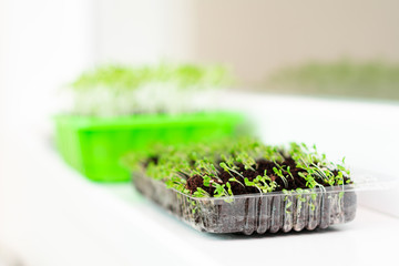 Seedling growing from the rich soil, Ecology Concept