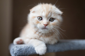 Ginger kitten scottish fold. Funny little red, fold kitten