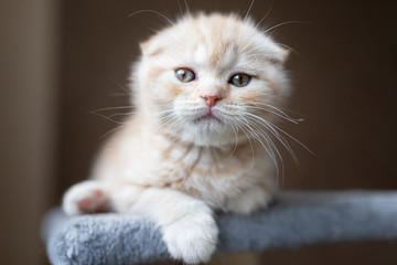 Obraz premium Ginger kitten szkocki zwisłouchy. Zabawny mały czerwony, zwinięty kotek