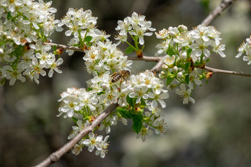 flowering fruit plants in the orchard