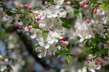 flowering fruit plants in the orchard