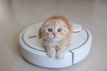 Funny red scottish fold kitten on a robot vacuum cleaner