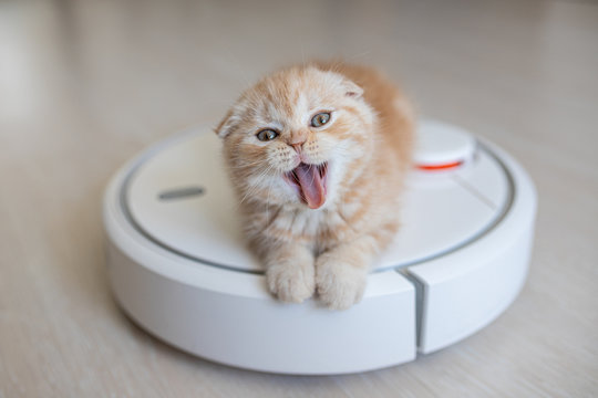 Funny red scottish fold kitten on a robot vacuum cleaner