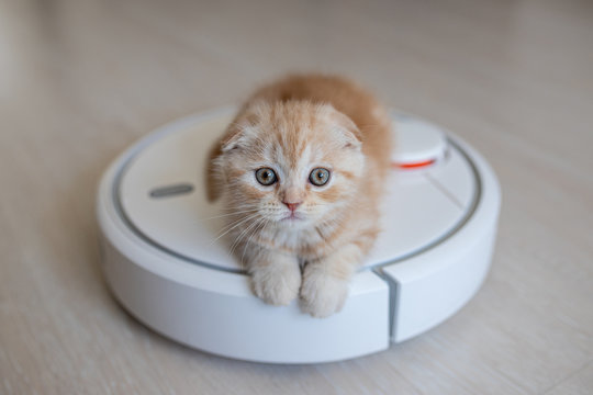 Funny Red Scottish Fold Kitten On A Robot Vacuum Cleaner