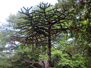 Unusually beautiful conifer in a botanical garden. Nikitsky Botanical Garden.