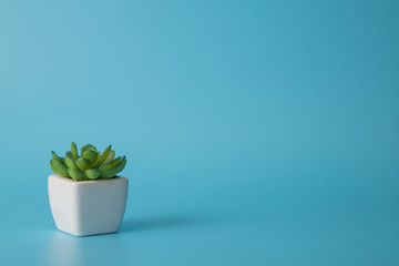 Green flower in a white pot on a blue background. Space for text. Minimalism