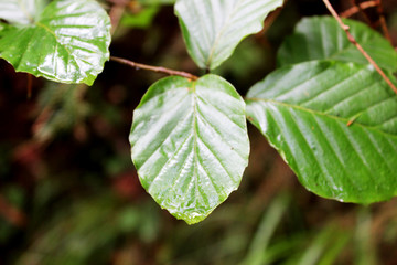 Linden leaf on a blurred background.