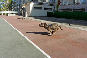 A running dog in the park