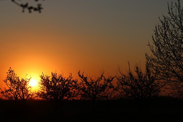 Blooming flowers in spring sunlight