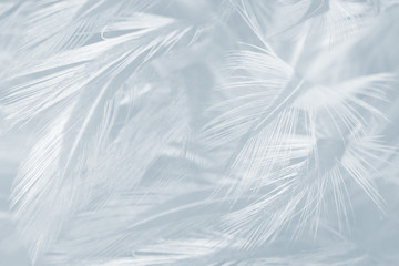 Beautiful white baby blue colors pastel tone feather pattern texture cool background for decorative design wallpaper and other