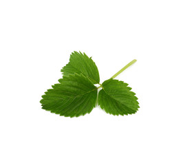 green strawberry leaf isolated on white background