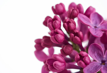 branch of purple lilac with flowers on white background