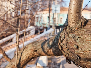 Texture old tree sawn branch. Winter sunny day