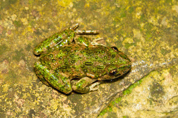 Pelodytes punctatus ( common parsley frog ), zenith macro shot.